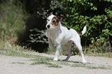 PARSON RUSSEL TERRIER 094